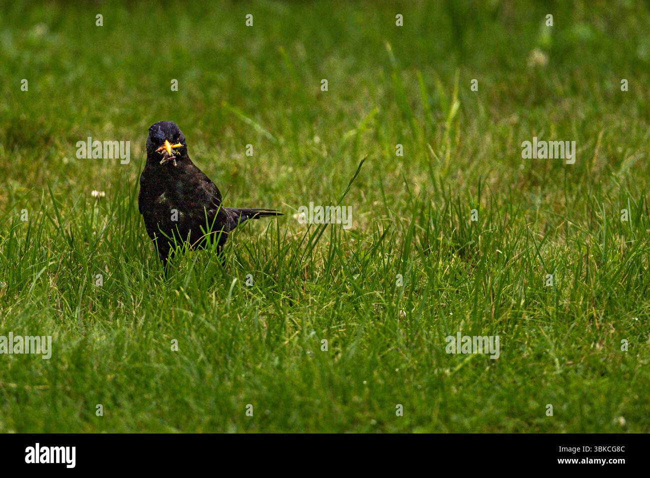Un starling seduto su un prato del giardino che tiene un lombricco nel suo becco, un piccolo uccello nero che si nutre nell'erba Foto Stock