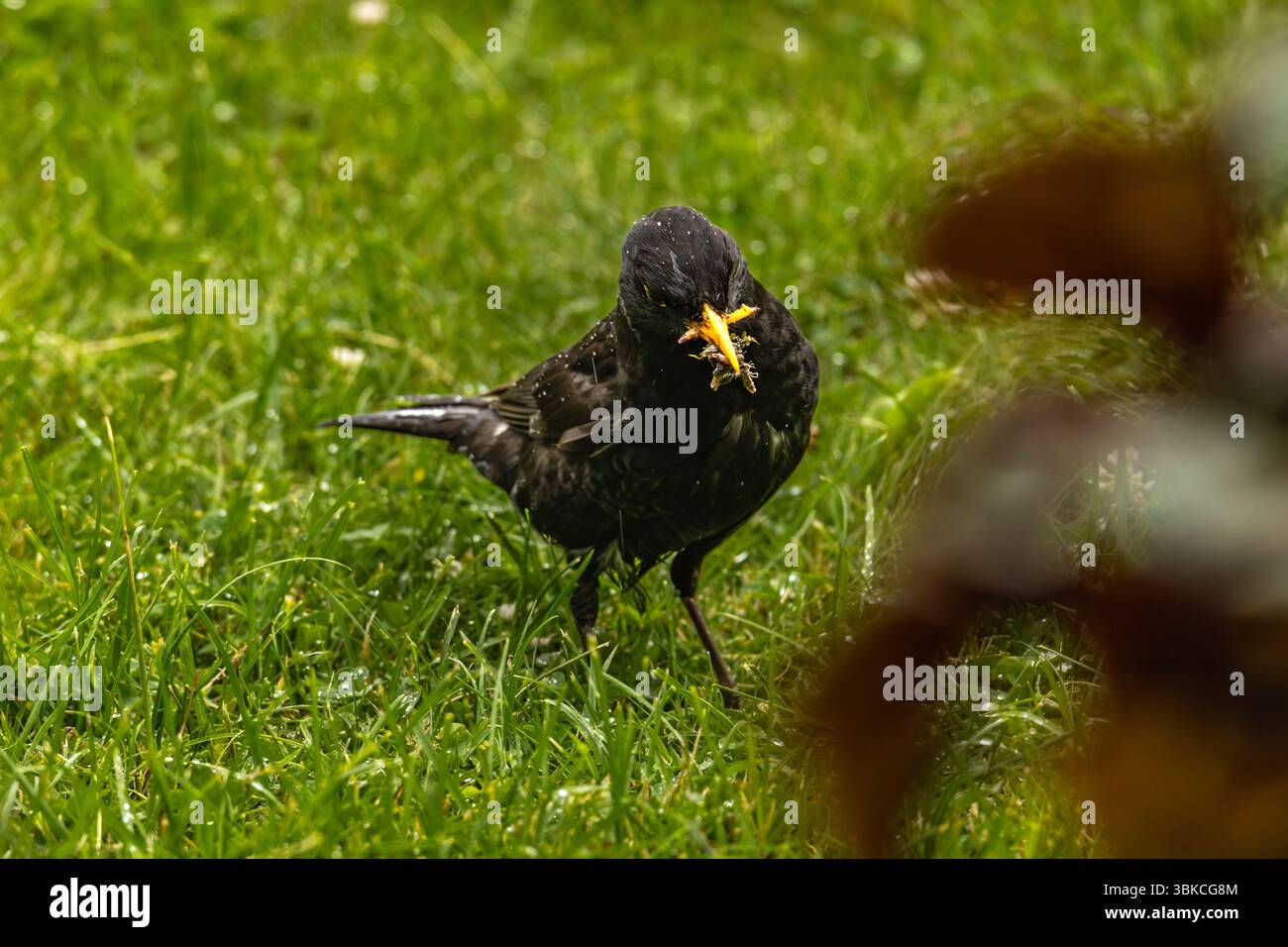 Un starling seduto su un prato del giardino che tiene un lombricco nel suo becco, un piccolo uccello nero che si nutre nell'erba Foto Stock