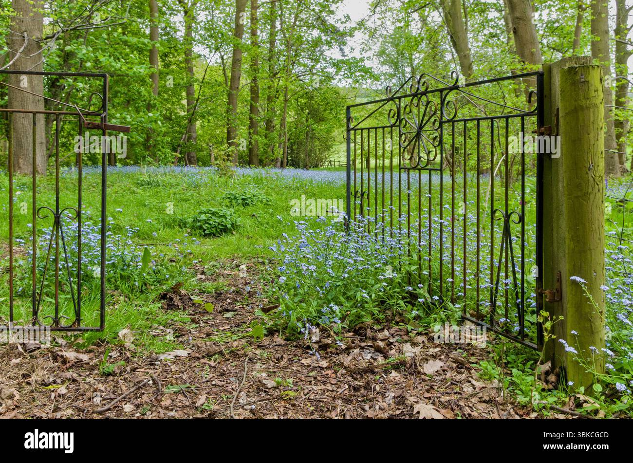 Bluebell Boodland, parte di un grande giardino, aperto al pubblico sotto il National Garden Scheme, villaggio di Guilsborough, Northamptonshire, Regno Unito Foto Stock