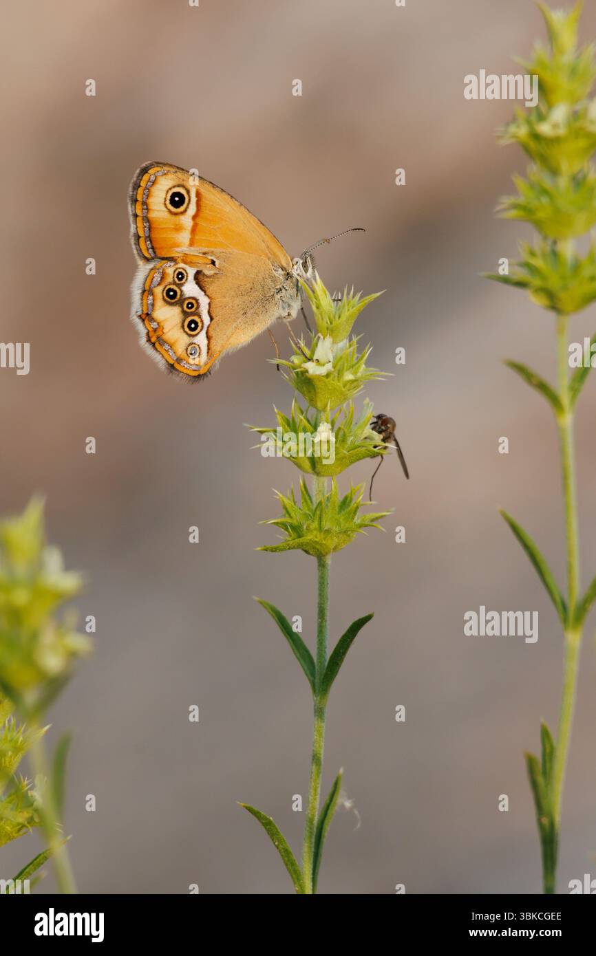 Farfalla Coenonympha dorus sulla pianta medicinale rabogato Sideritis Tragoriganum, Alcoy, Spagna Foto Stock