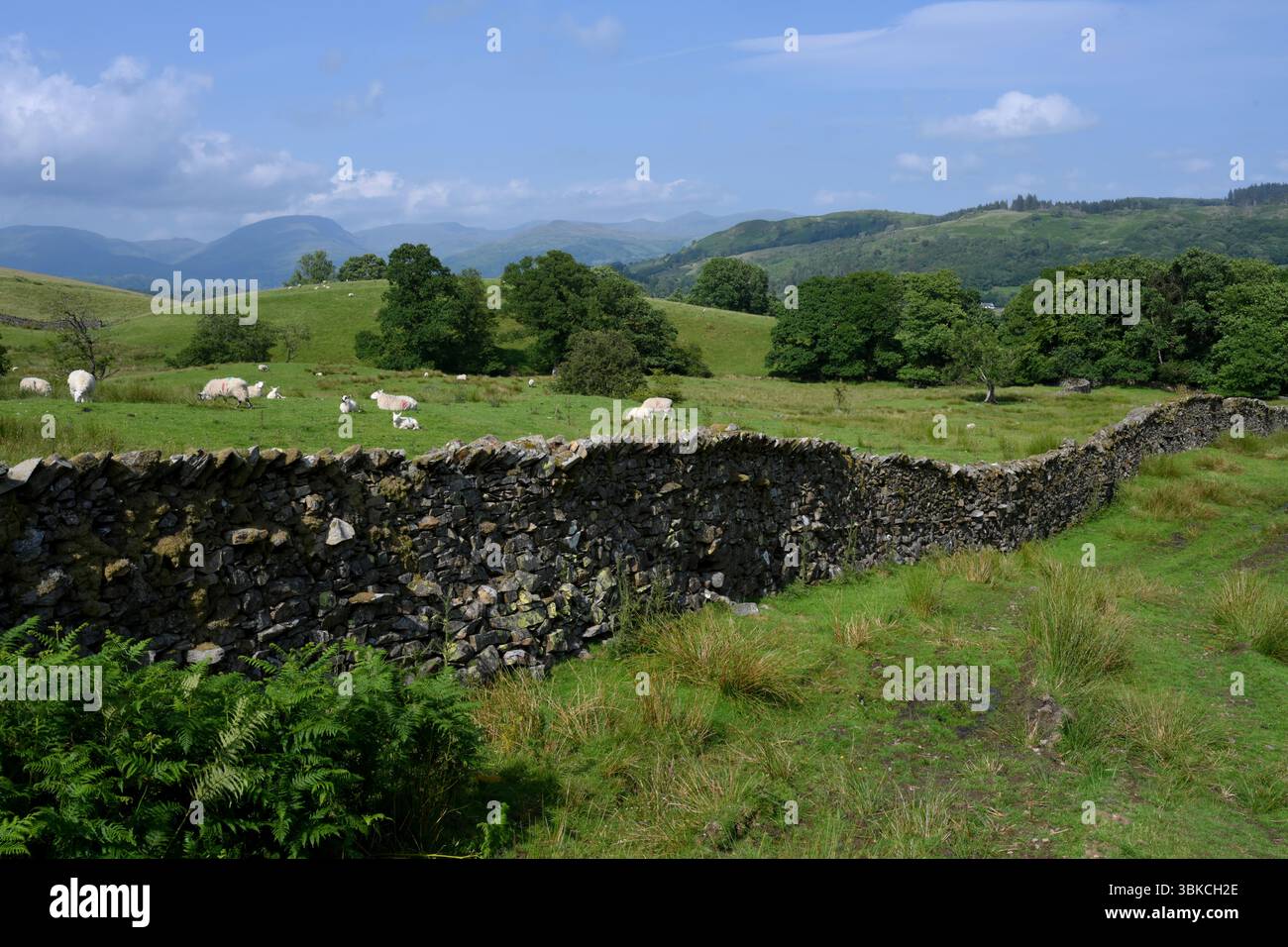 Le pareti di pietra e i campi verdi del distretto dei laghi circondano il bosco aperto a Roger Ground vicino a Grizedale, Ambleside, con vista di Helvellyn in lontananza. Foto Stock