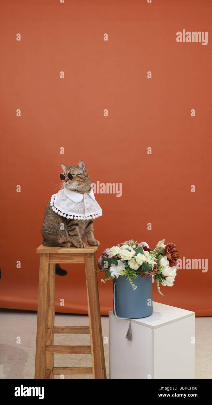 Un gatto da tabby alla moda che indossa un delicato mantello in pizzo bianco con finitura a pompon e occhiali da sole rotondi scuri si siede tranquillamente su uno sgabello in legno. Foto Stock