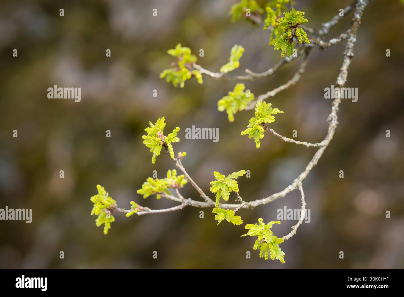 Boccioli di foglie sul vecchio albero di quercia (Quercus robur). Primo piano di rami, gemme e foglie nuove su querce. Foto Stock