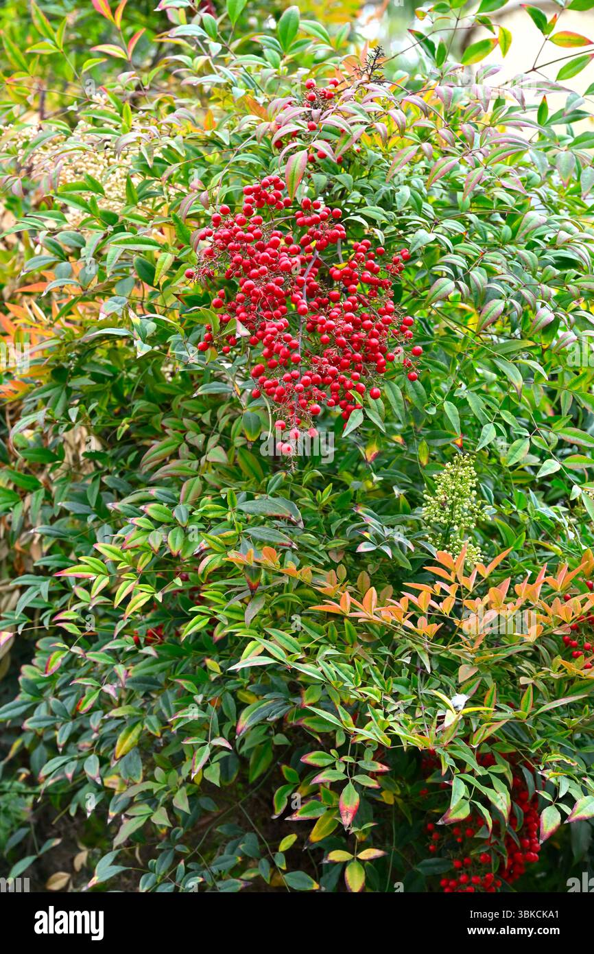 Bacche rosse e fogliame sempreverde di bambù celeste o Nandina domestica Malaga, Spagna aprile Foto Stock