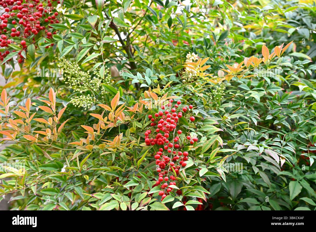 Bacche rosse e fogliame sempreverde di bambù celeste o Nandina domestica Malaga, Spagna aprile Foto Stock