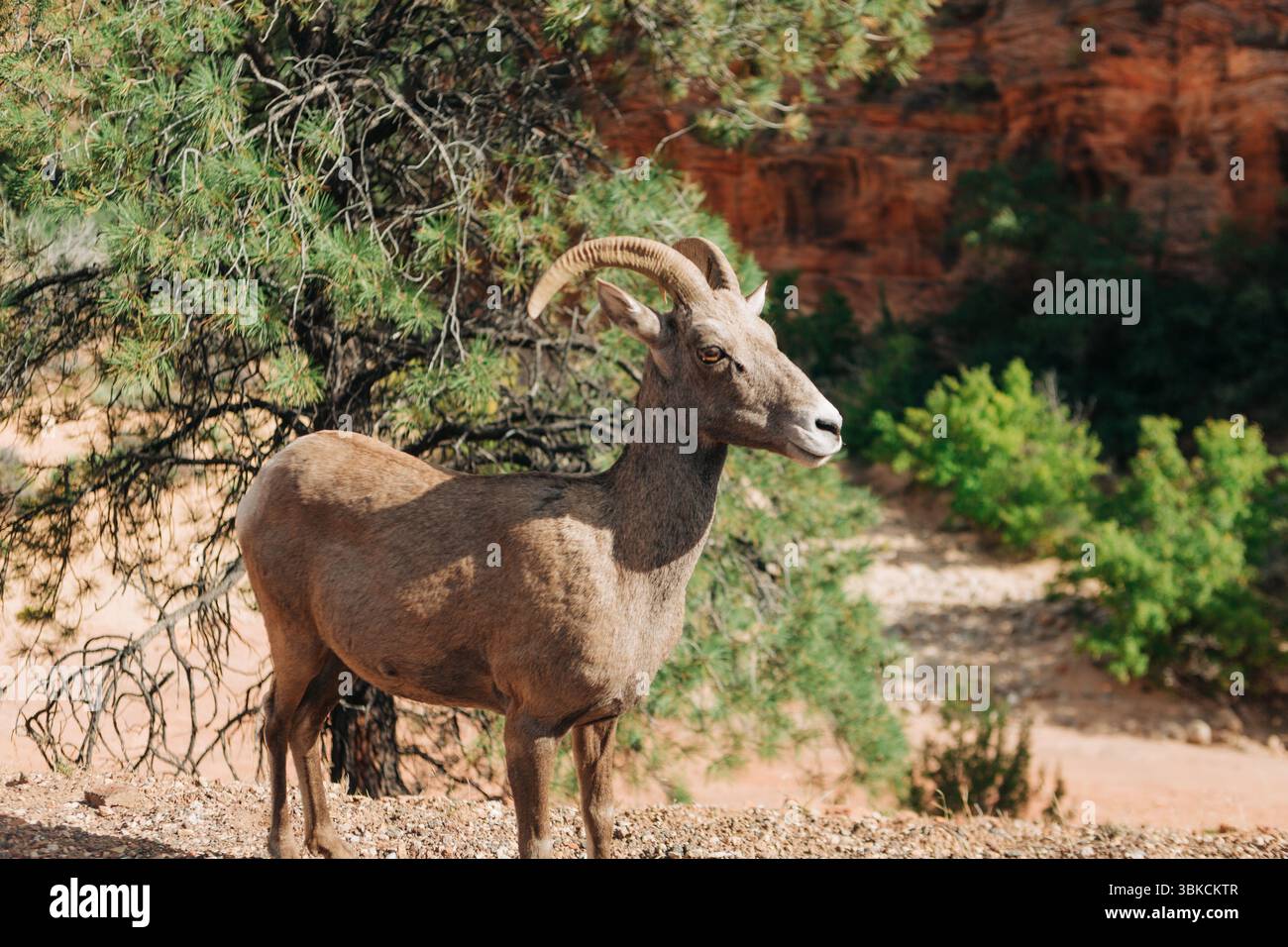 Pecora di Bighorn del deserto femminile (Ovis canadensis nelsoni) a Zion Foto Stock
