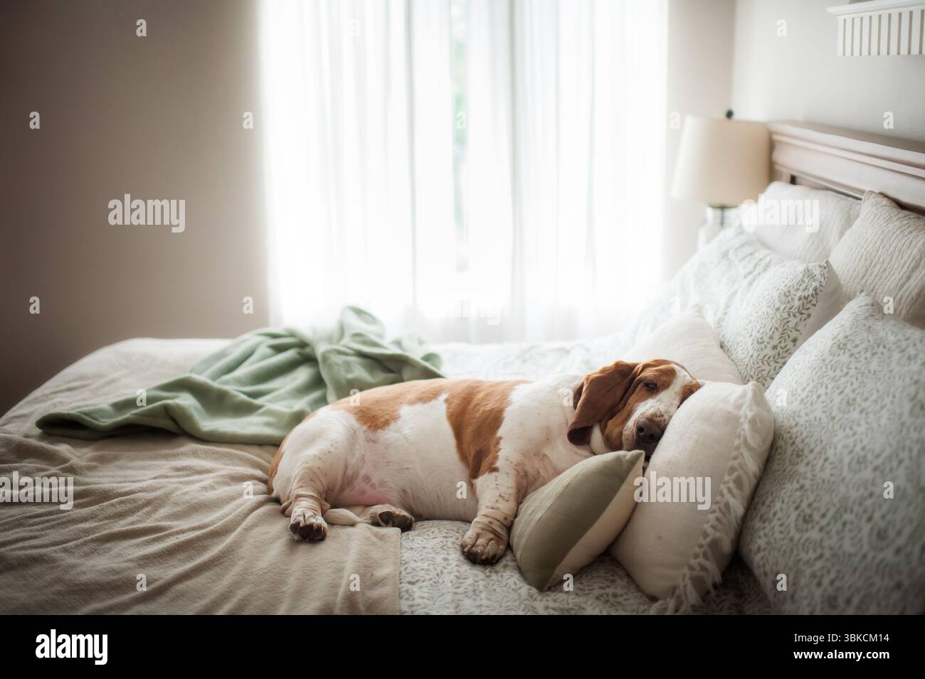 Il cane Chubby basset suona tranquillamente su un comodo letto decorativo Foto Stock