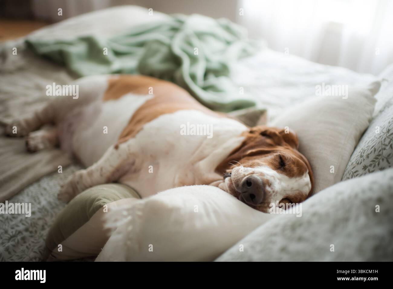 Il cane sonnolento si è accoccolato nei cuscini sul tranquillo letto di casa Foto Stock