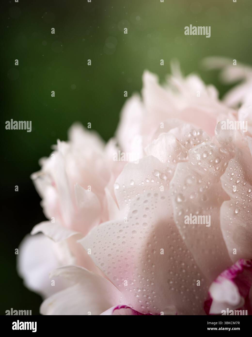 Goccioline d'acqua su delicato fiore di peonia pastello in fiore Foto Stock