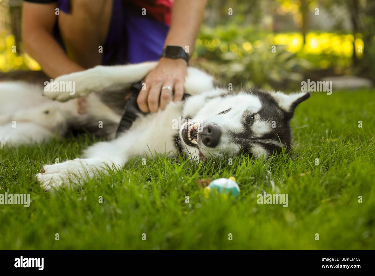 Gli husky siberiani si godono lo strofinamento del ventre mentre sono sdraiati sull'erba verde Foto Stock