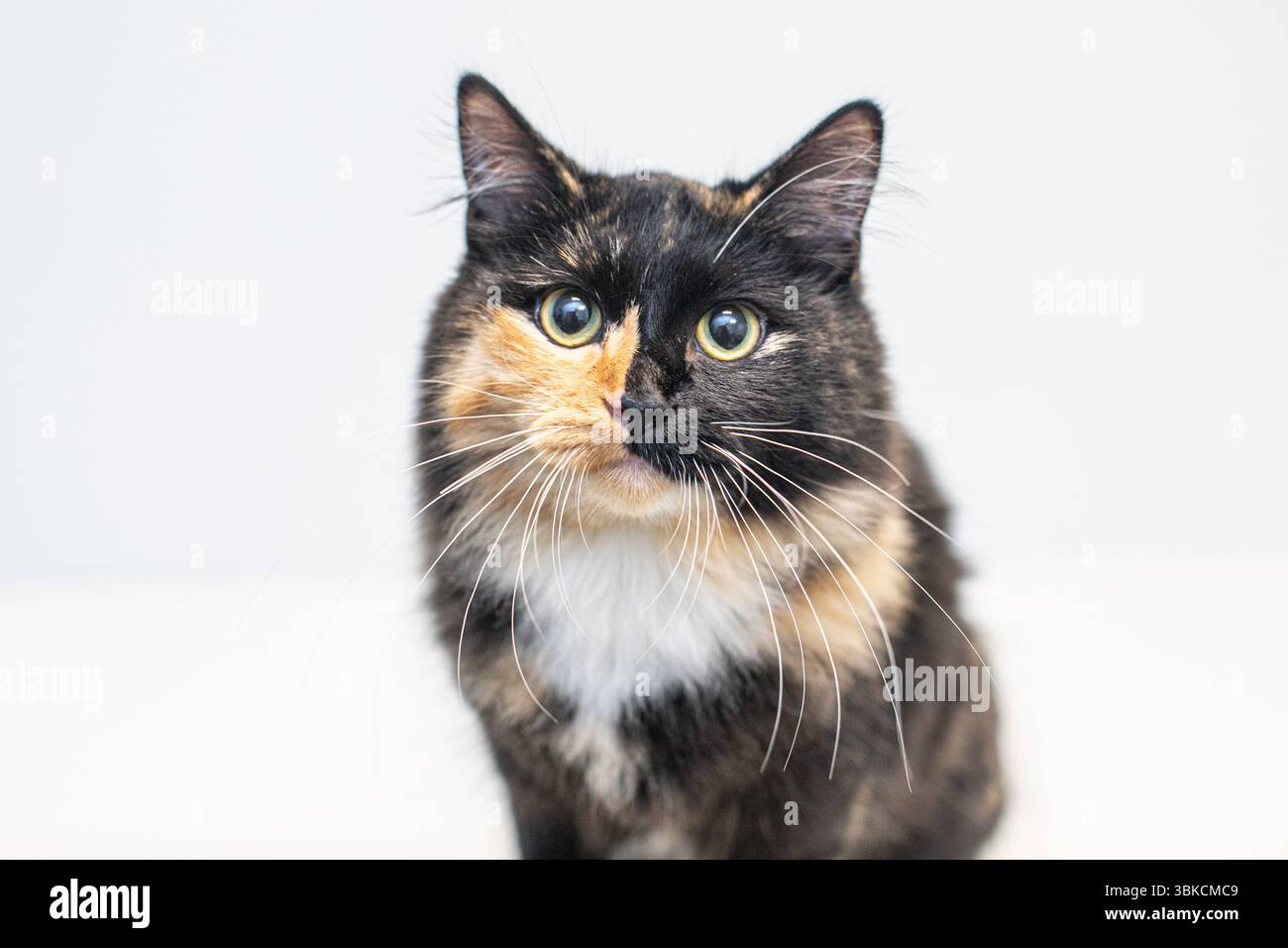 un gatto calico con occhi larghi e lunghi baffi su sfondo bianco Foto Stock