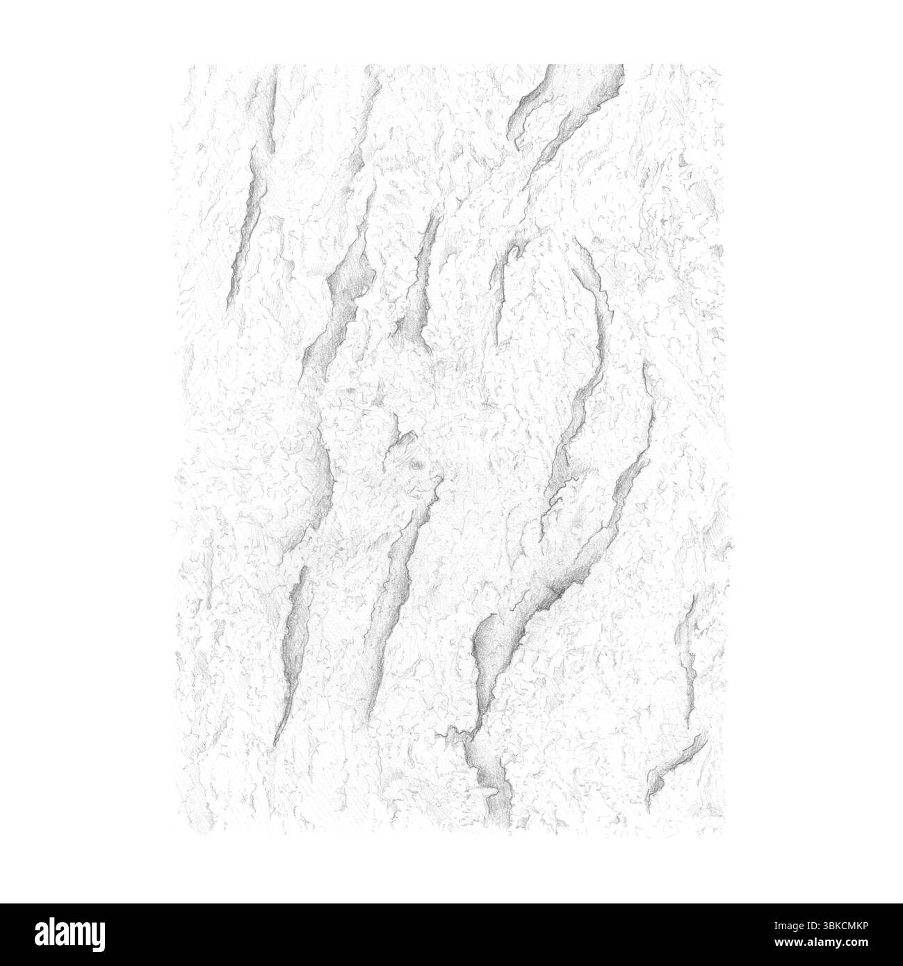 Illustrazione di corteccia di quercia, corteccia di alberi su sfondo bianco. Il rilievo e la consistenza della corteccia con profonde crepe e scanalature di un albero maturo. Unico Foto Stock