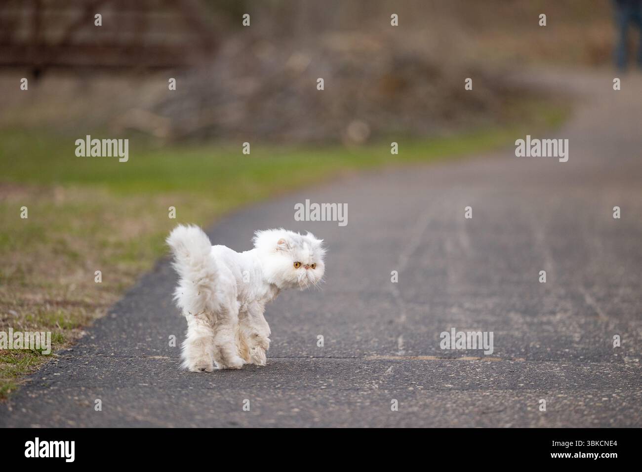 Gatto persiano bianco che guarda indietro mentre è in piedi su un sentiero lastricato Foto Stock