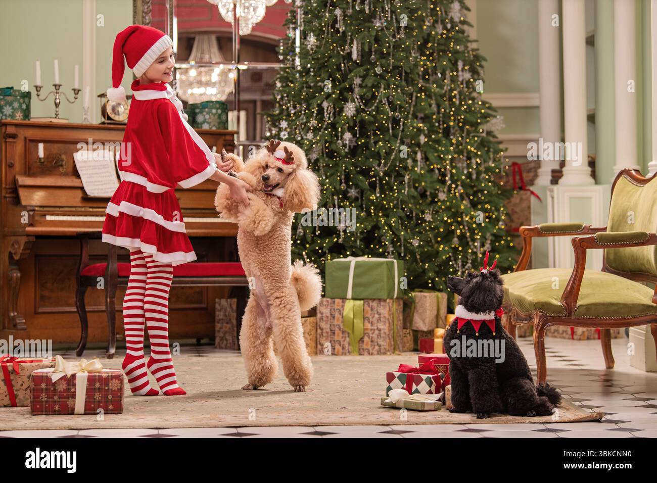La ragazza esegue il balletto in un costume da Babbo Natale con due barboncini decorati Foto Stock