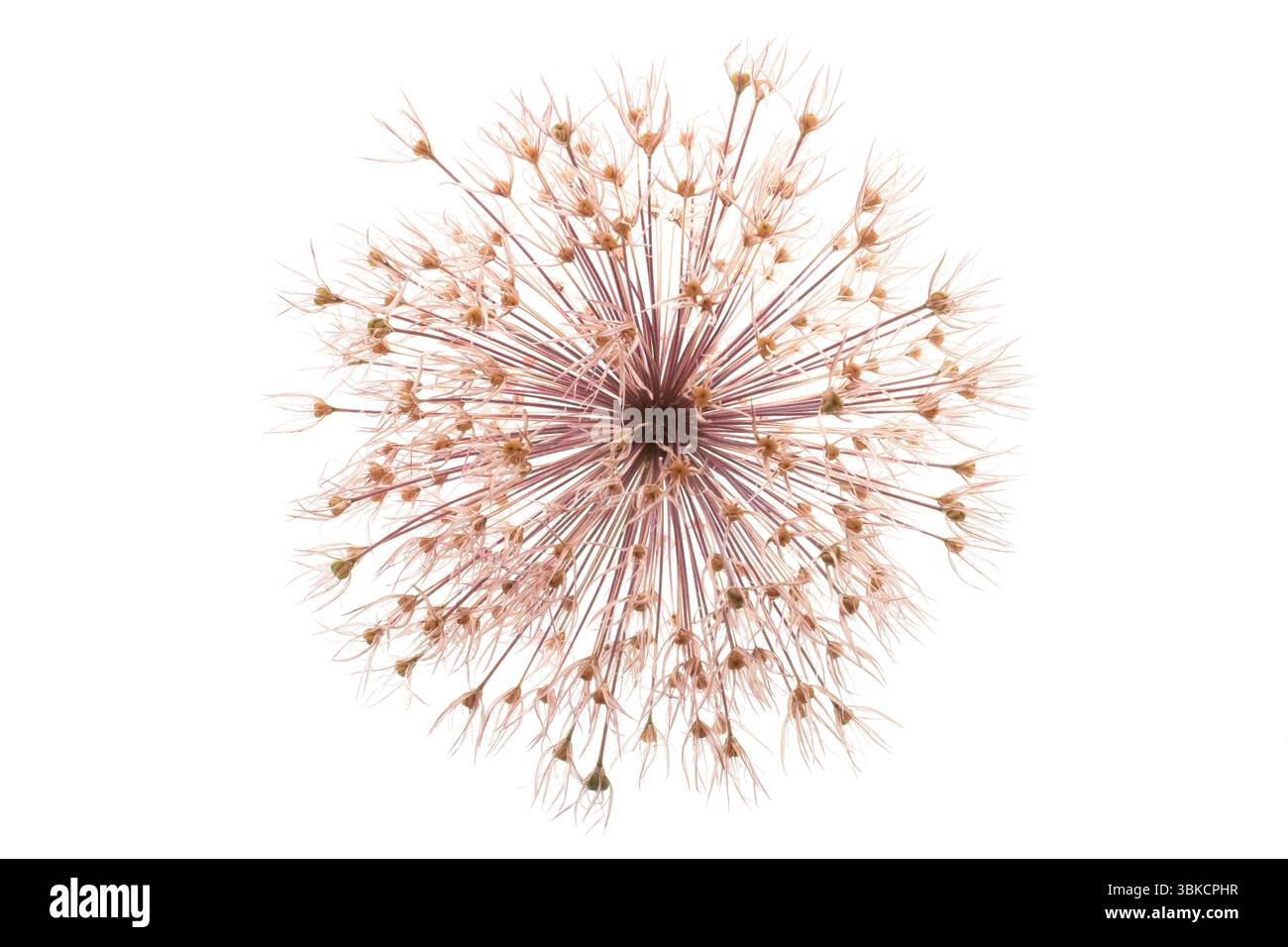 allium morto su sfondo bianco Foto Stock