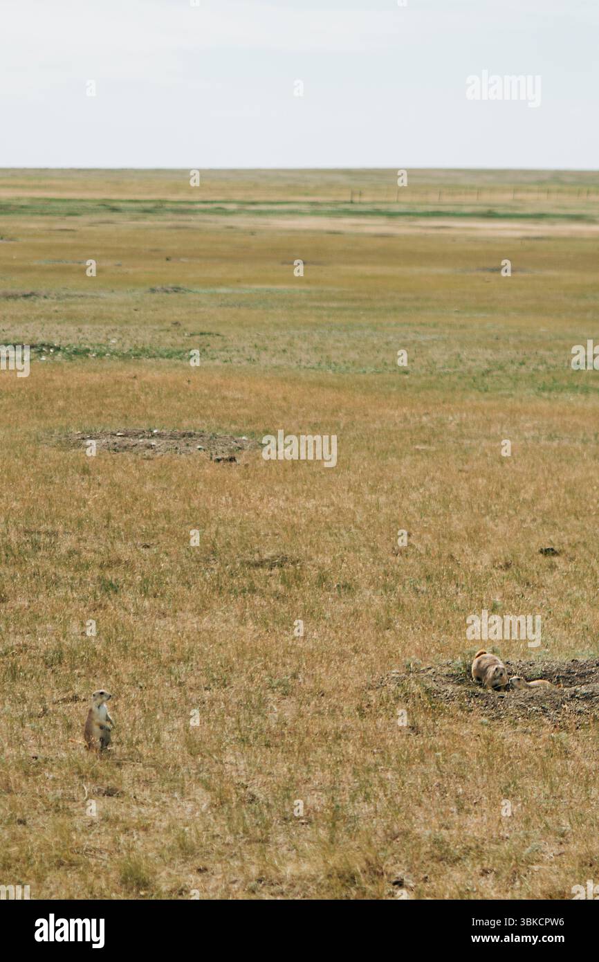 Cani della prateria nella prateria asciutta di Robert's Prairie Dog Town, Badlands Foto Stock