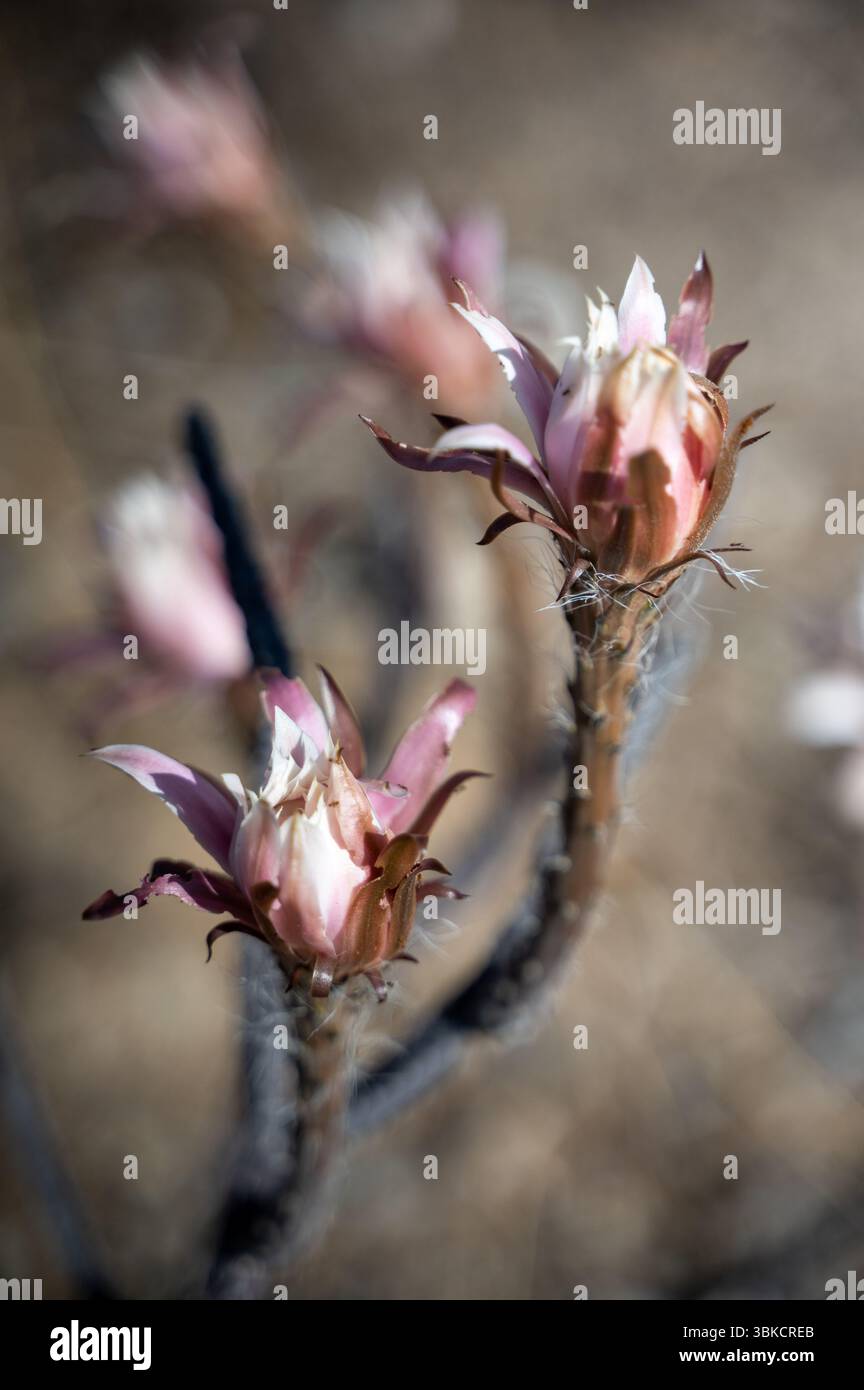 Singolo fiore di cactus tazza di chiaretto rosa fiorisce nel deserto di utah - fioritura, unito - Stock Photo | #414292216