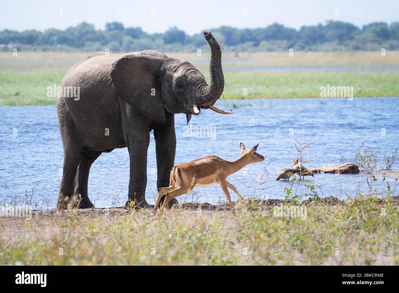Un elefante africano (Loxodonta africana) solleva il suo tronco come un impala (Aepyceros melampus) passa davanti, un momento di comportamento dinamico della fauna selvatica. Foto Stock