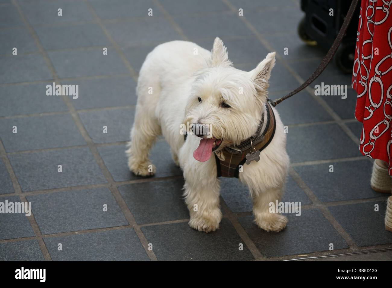 Adorabile cane bianco in piedi al guinzaglio su una superficie piastrellata urbana. Greenwich, Londra, Inghilterra Foto Stock