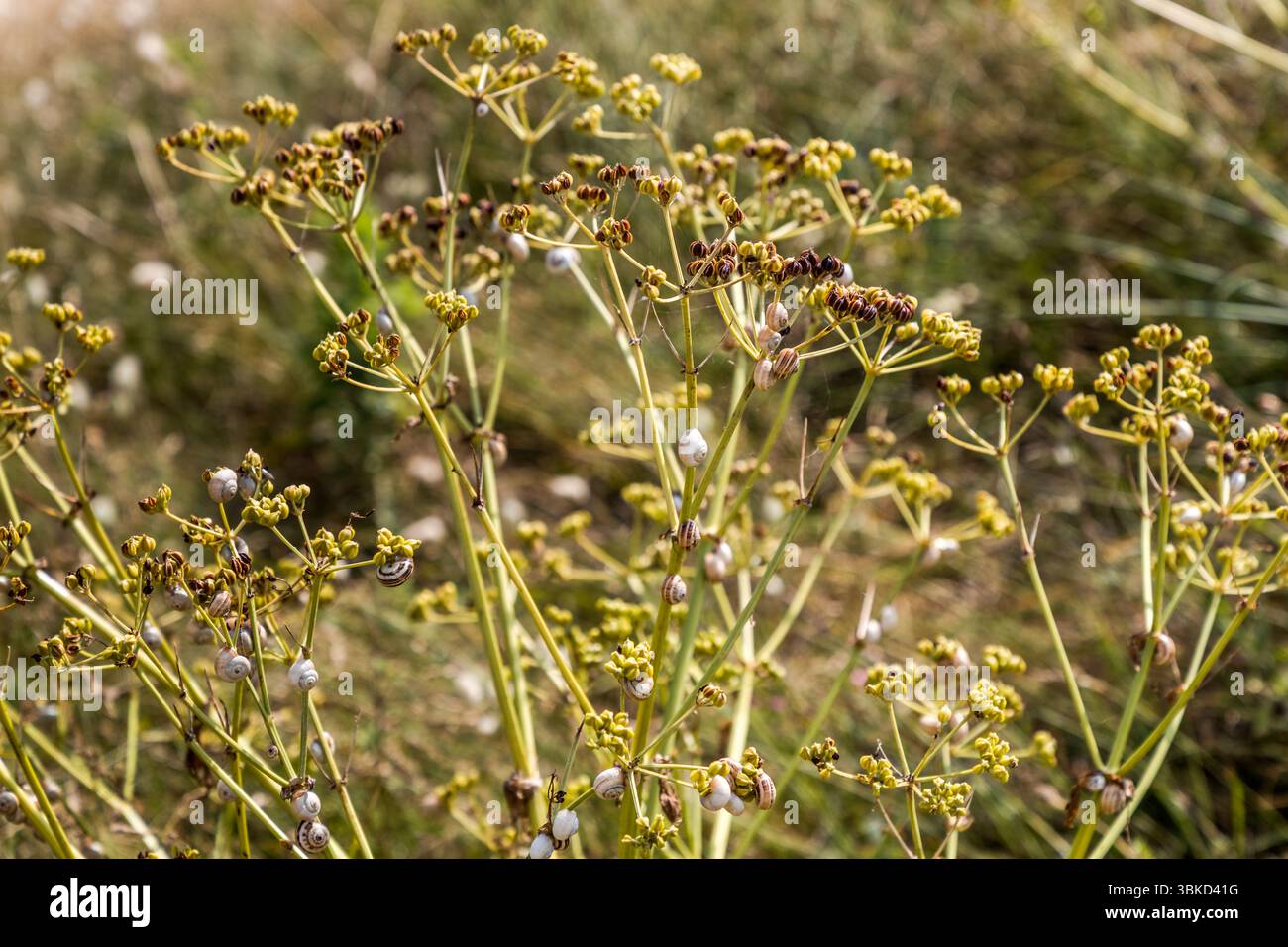 Numerose piccole lumache di terra bianca (presumibilmente Cernuella virgata o Theba pisana) stanno risalendo i fusti e le infiorescenze di una pianta costiera nella vegetazione dunale vicino a le Bois-Plage-en-Ré sul Île de Ré. Questo comportamento serve a regolare la temperatura corporea nel caldo estivo. Chemin de la Pierre qui Viré, le Bois-Plage-en-Ré, Charente-Maritime, Nouvelle-Aquitaine, Francia Foto Stock
