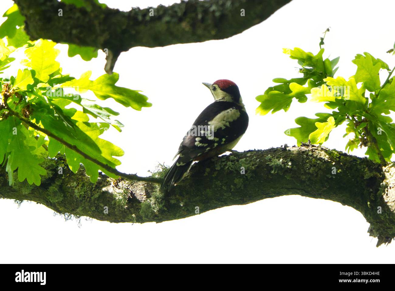 Picchio maculato maggiore (Dendrocopos Major) seduto su un ramo Foto Stock