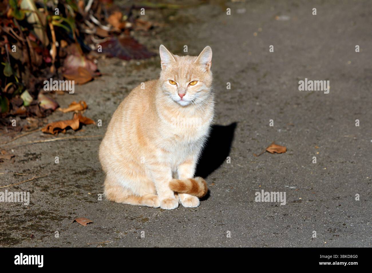 Il gatto tabby arancione chiaro con occhi color ambra si trova in posizione verticale su un marciapiede illuminato dal sole, circondato da foglie autunnali secche e piante da giardino, guardando con calma il venuto Foto Stock