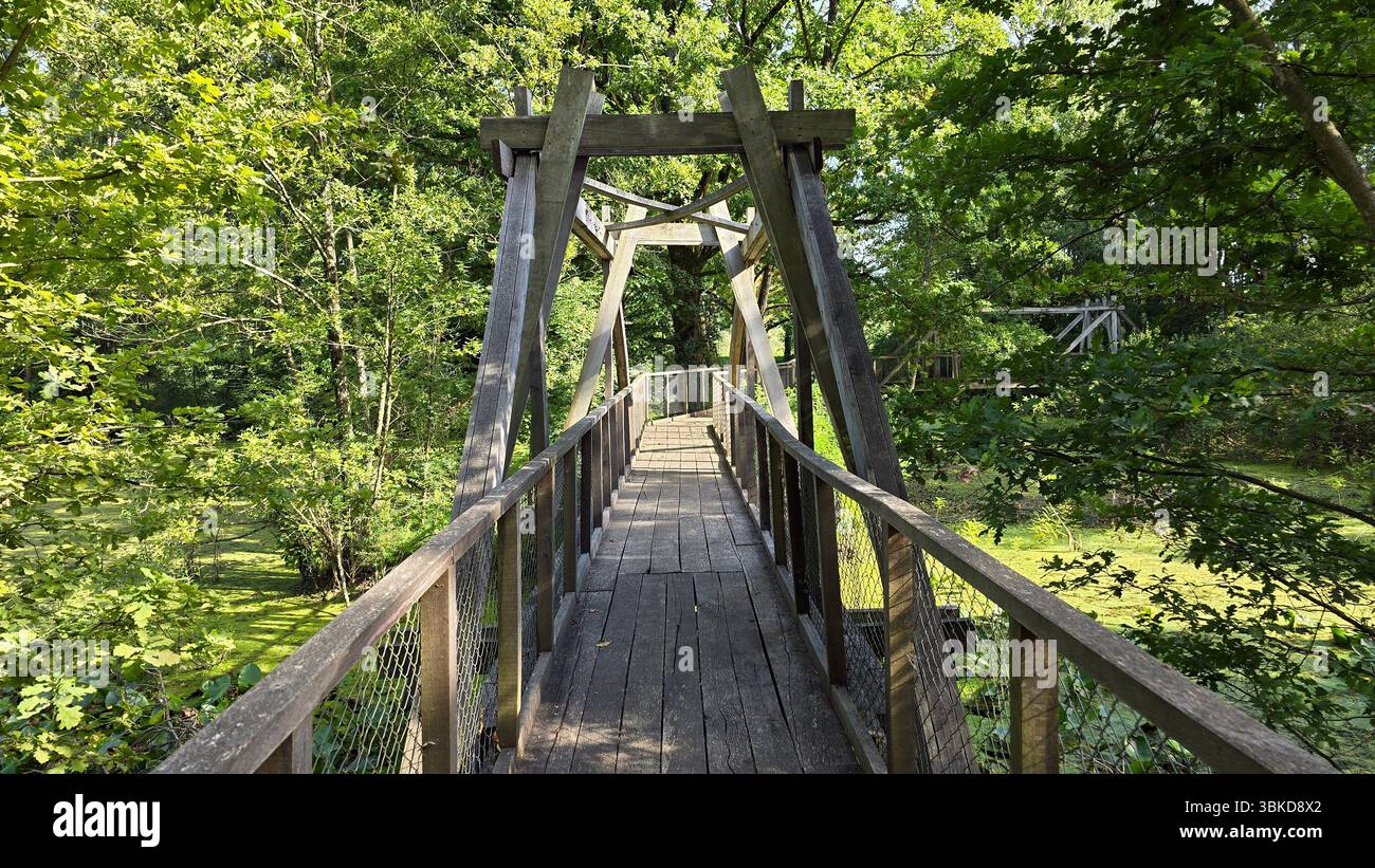 Passerella sopraelevata in legno con ringhiere a rete e robuste travi attraversa una fitta foresta verde, circondata dalla luce del sole che filtra attraverso alberi frondosi Foto Stock