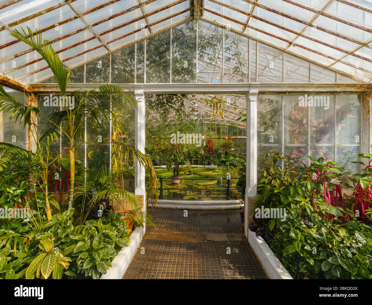 Water Lily House Kew Gardens Foto Stock