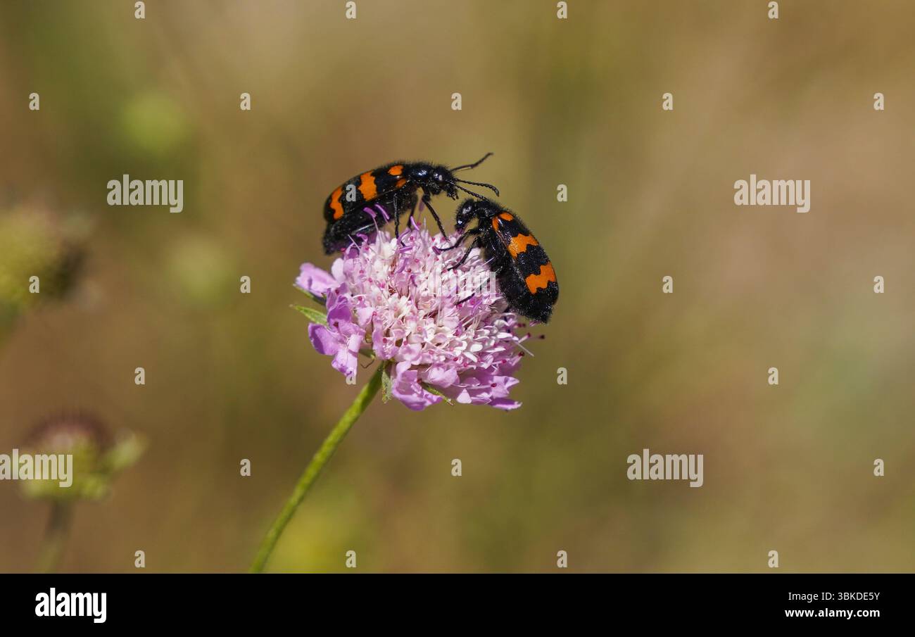 Coleotteri blister che si nutrono di fiori, Francia. Foto Stock