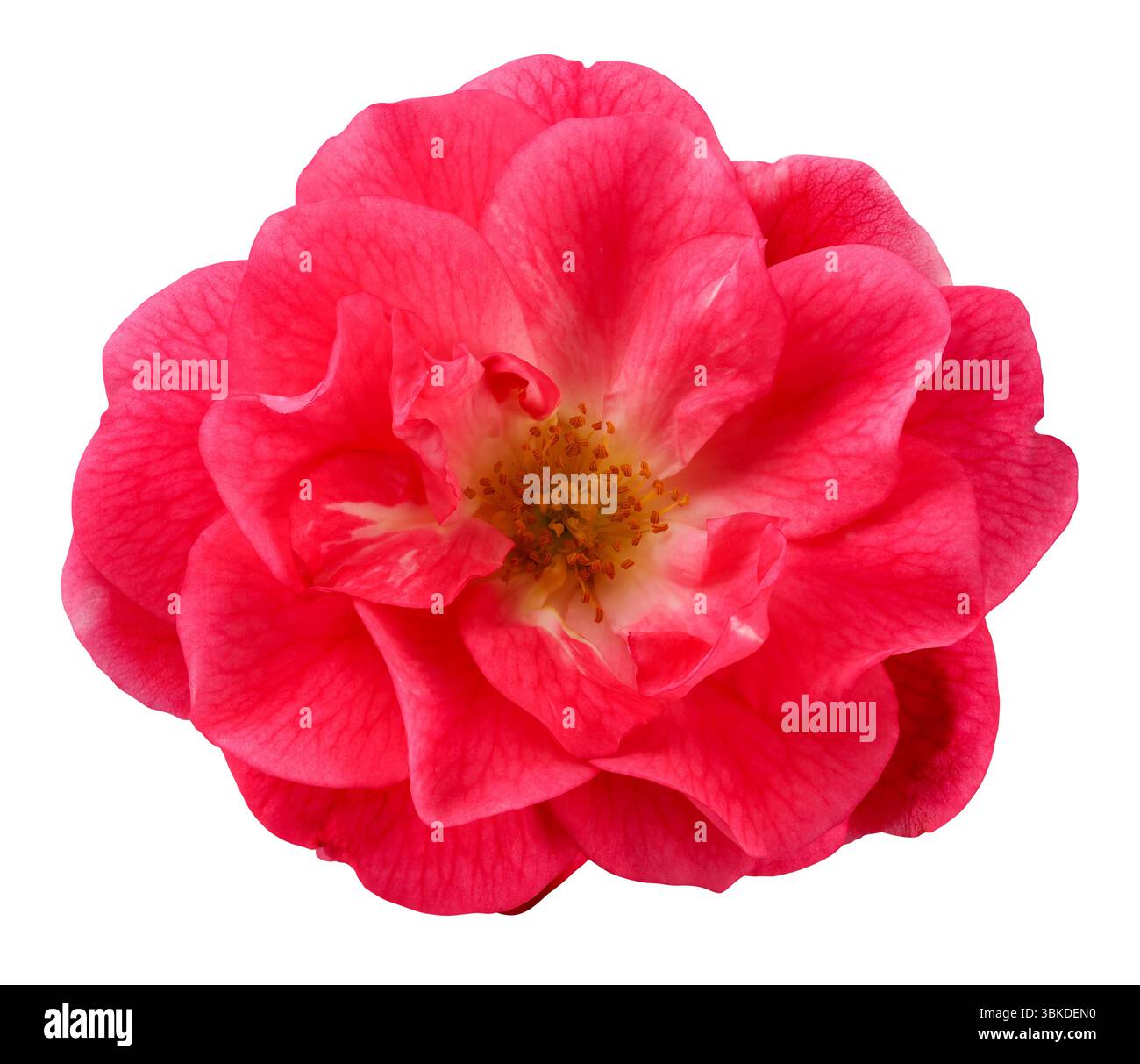 Splendida rosa rossa con vista dall'alto. Fiore da giardino ritagliato, compreso il percorso di ritaglio. Foto Stock