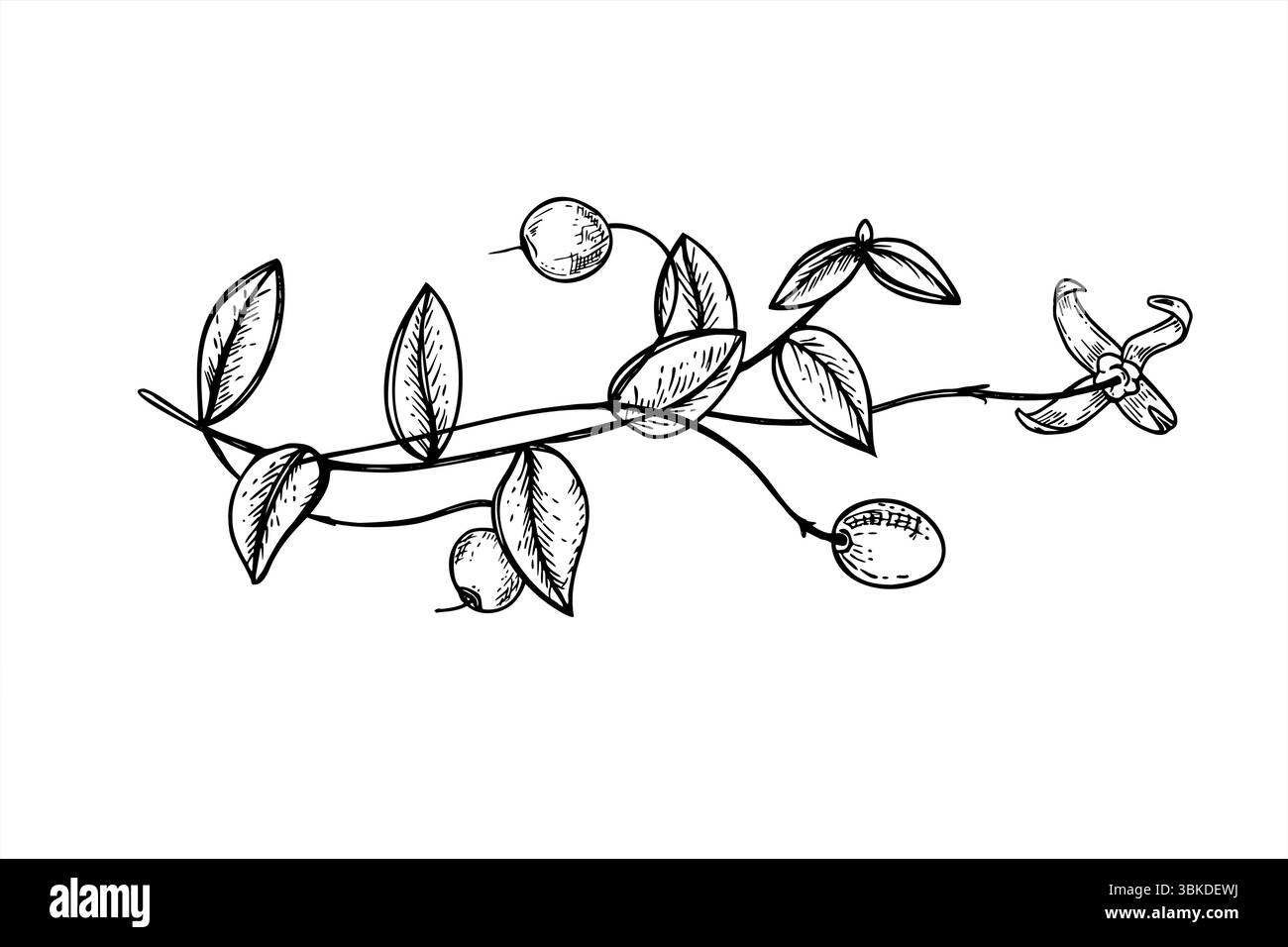 Branca orizzontale di mirtilli strisciante con frutti di bosco e fiori illustrazione vettoriale monocromatica. Elemento botanico per confezionamento di cosmetici biologici Illustrazione Vettoriale