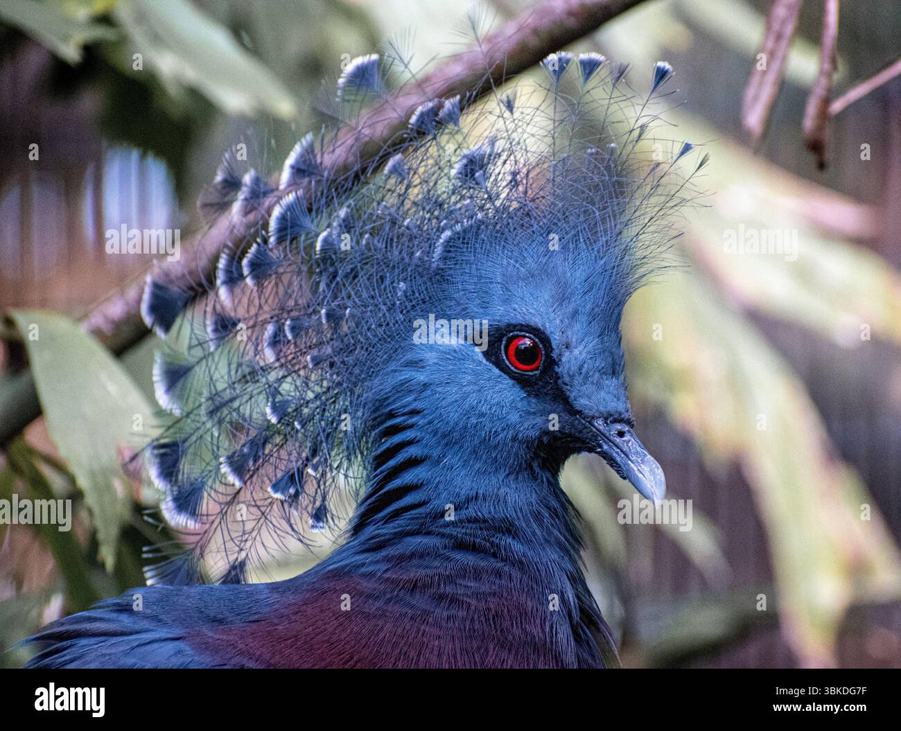 Un piccione coronato da Victoria che si aggira sul cortile dello zoo brevard di Melbourne, florida Foto Stock