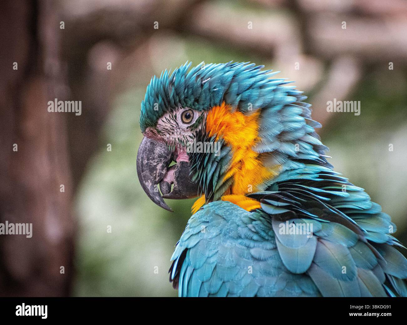 Macchia blu in mostra allo zoo brevard di Melbourne, Florida Foto Stock