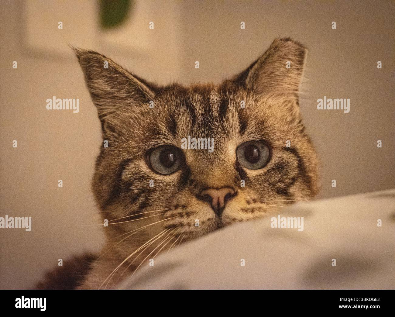 Gatto a letto dagli occhi larghi Foto Stock
