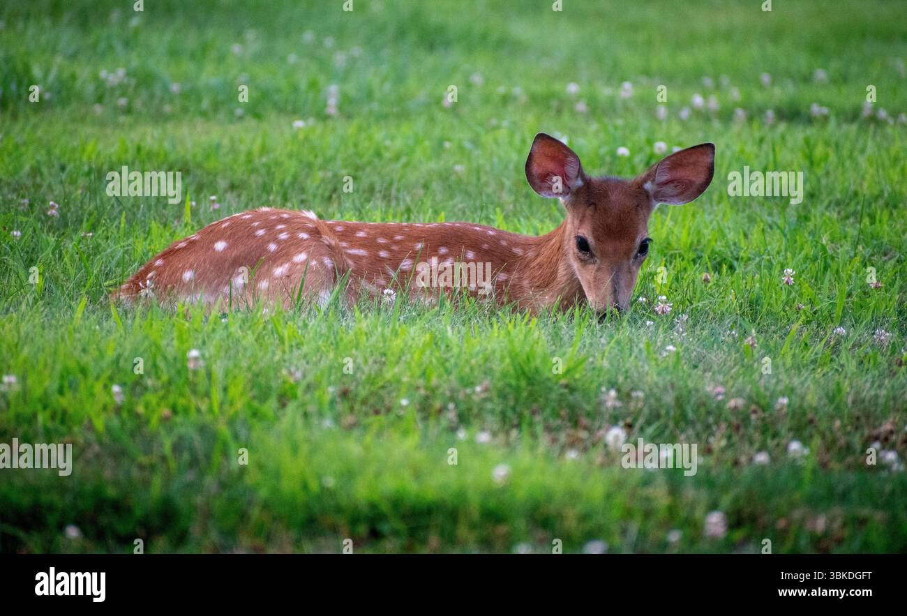 Un piccolo cervo che si occupa dei suoi affari nell'erba Foto Stock