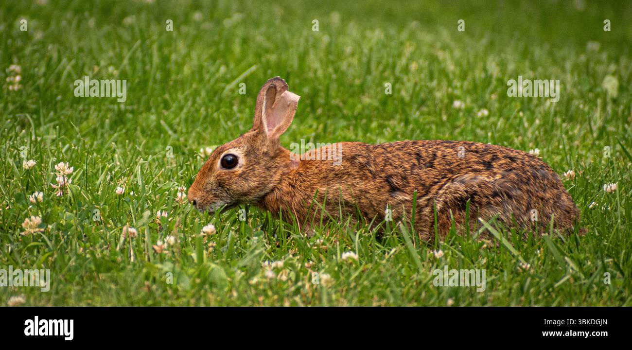 simpatico coniglio che si gode uno spuntino pomeridiano sul campo Foto Stock