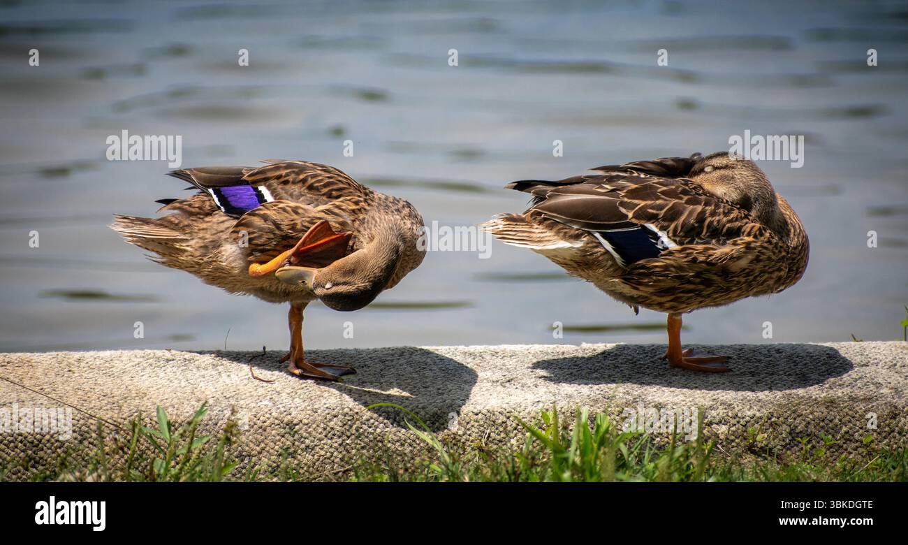 due anatre domestiche si riposano sulla riva di un grande lago in una giornata estiva Foto Stock