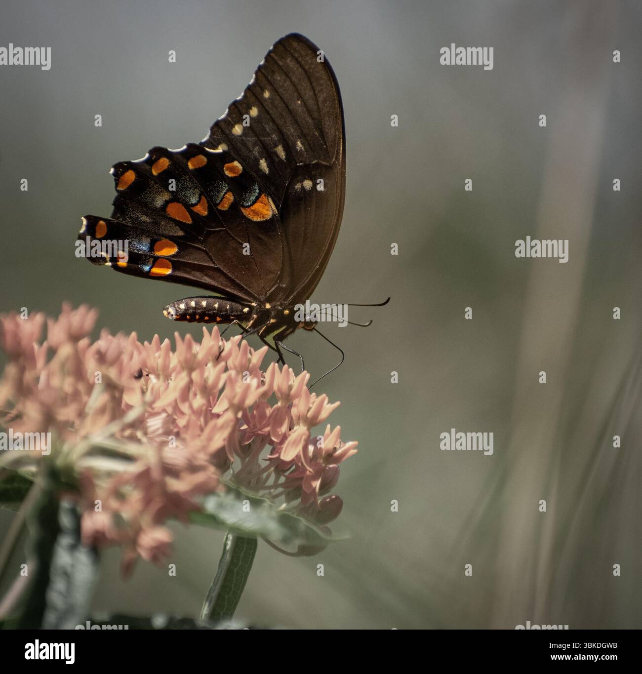 Farfalla di coda di rondine che si riposa bene su un fiore di alghe lattiere Foto Stock