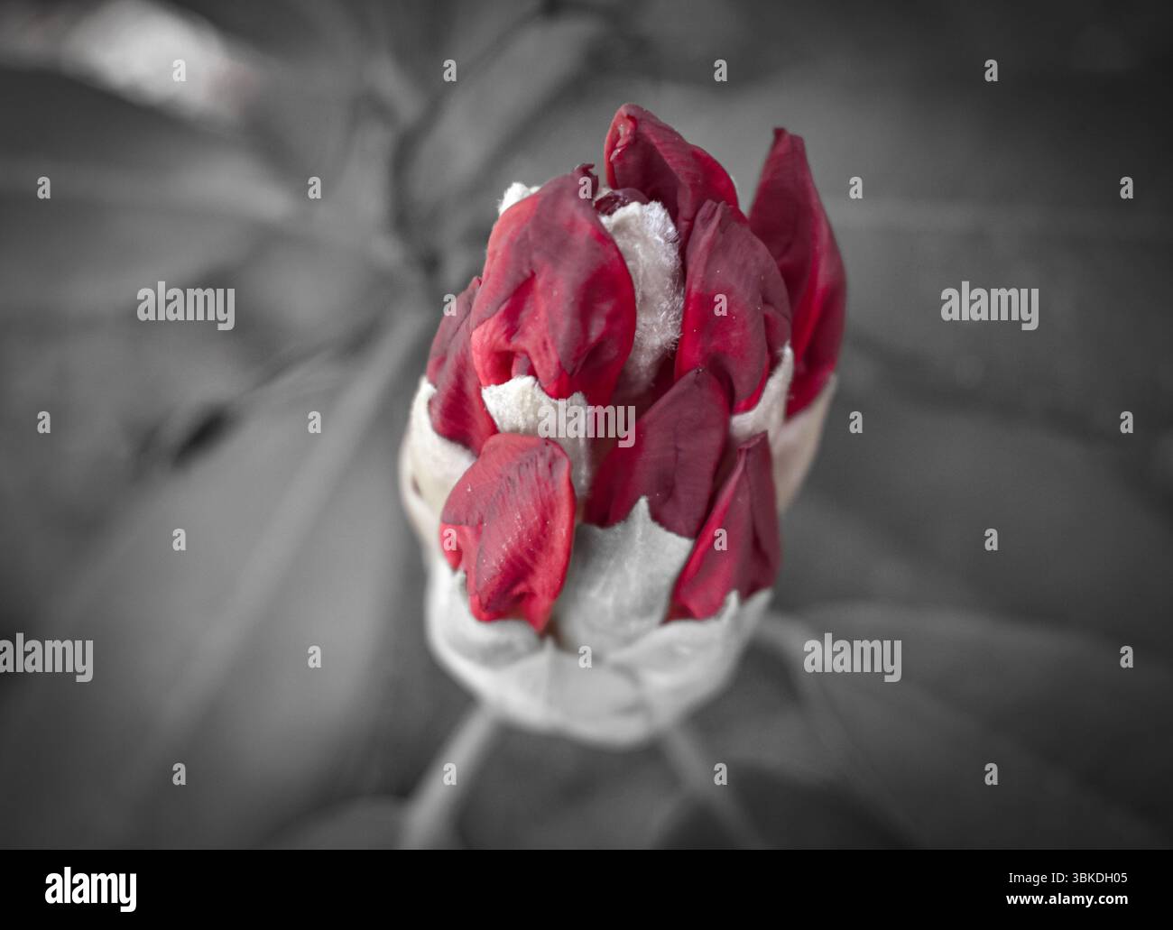fioritura di fiori rossi a hershey, pennsylvania Foto Stock