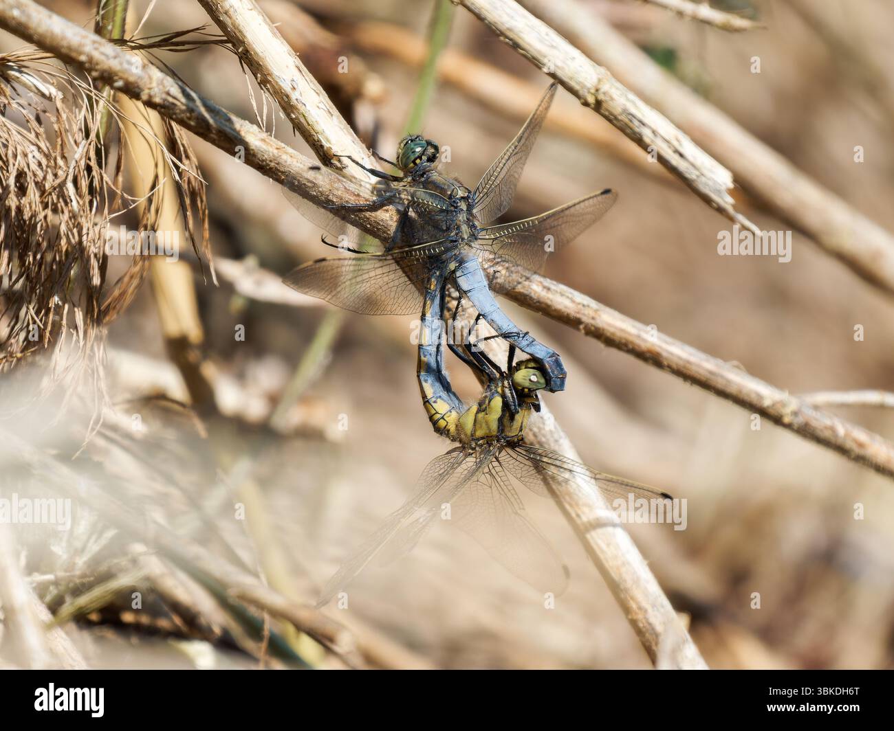 Skimmer dalla coda nera (Orthetrum cancellatum) appollaiato sul ramo asciutto, Grand-Laviers Reserve, Baie de somme, Francia. Foto Stock