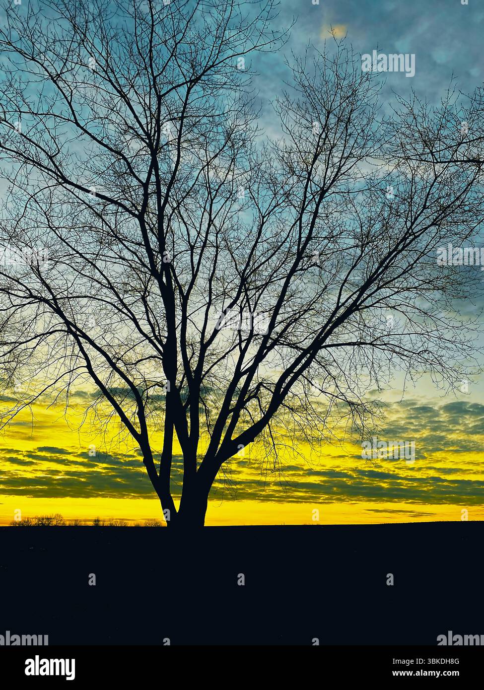 Albero solitario senza foglie all'alba a Hershey, Pennsylvania Foto Stock