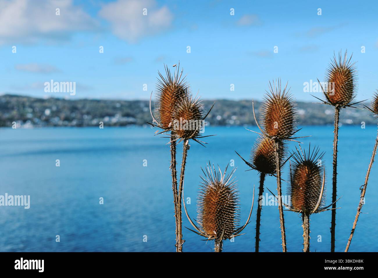 un gruppo di teglie in piedi di guardia sopra un laghetto Foto Stock