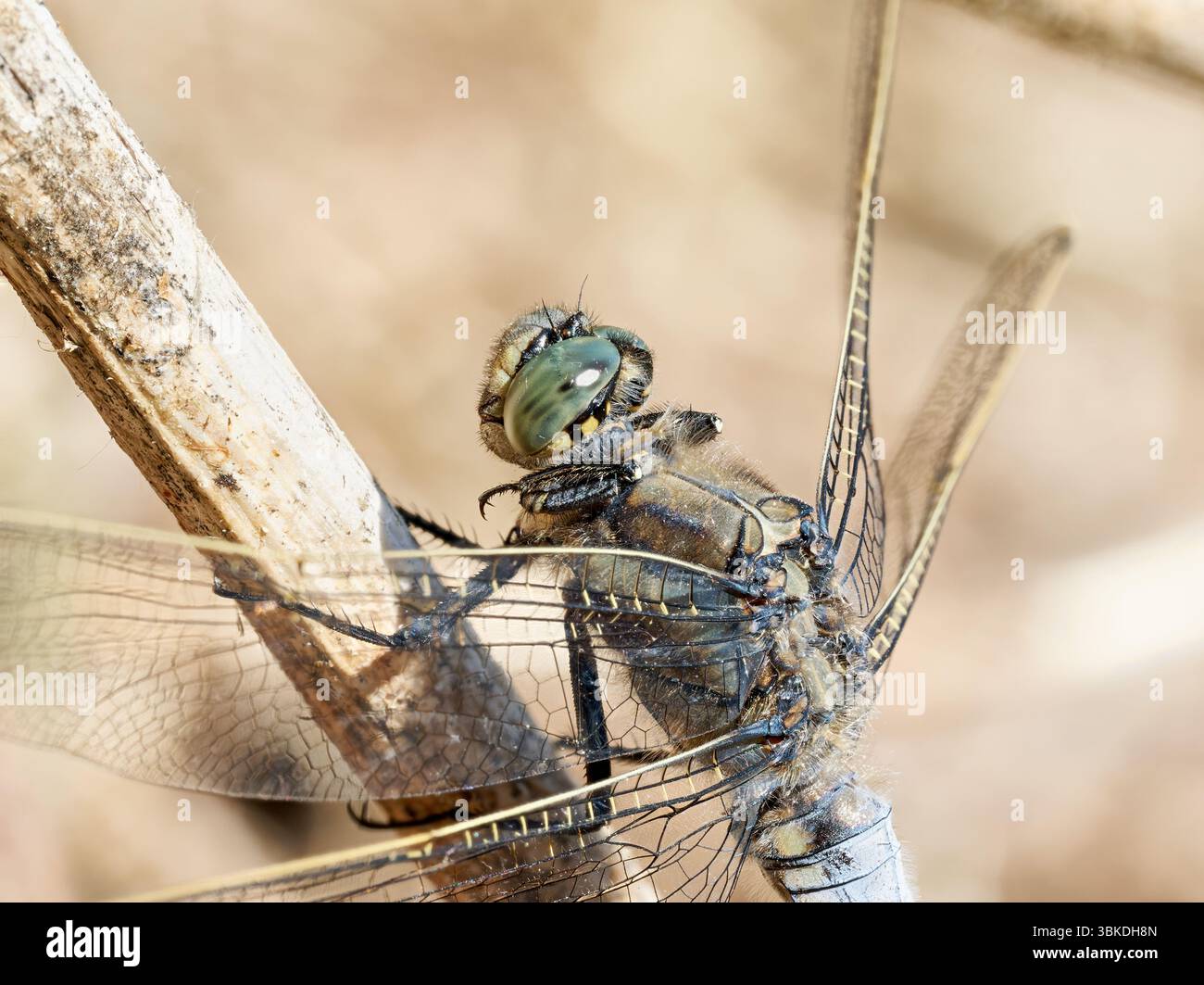 Skimmer dalla coda nera (Orthetrum cancellatum) appollaiato sul ramo asciutto, Grand-Laviers Reserve, Baie de somme, Francia. Foto Stock