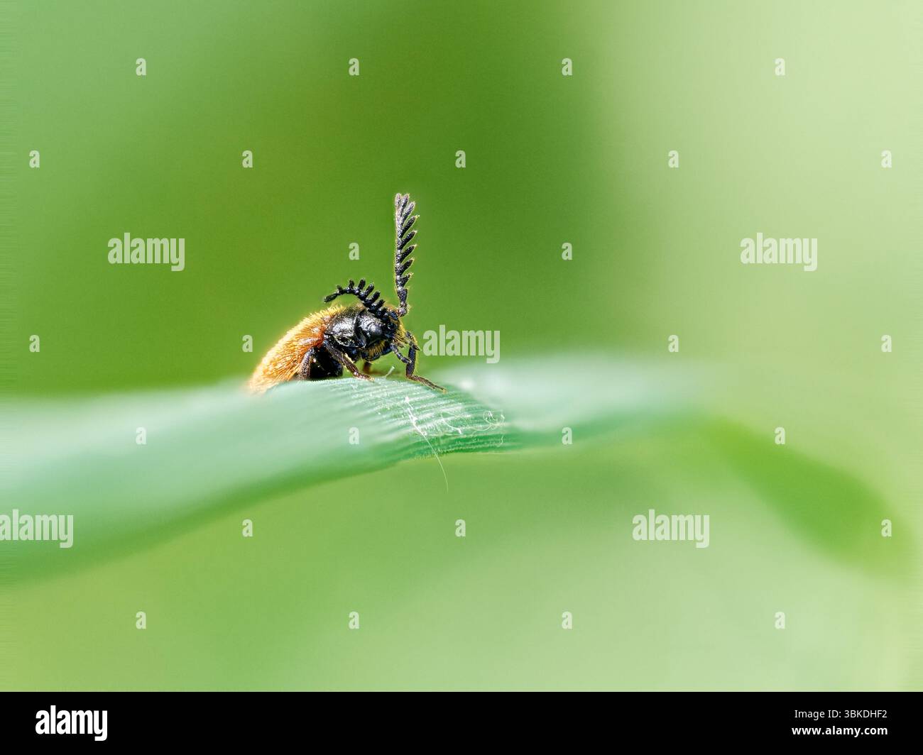 Primo piano di uno scarabeo alato netto (Lygistopterus sanguineus) con antenne pectinate su una foglia verde, riserva Grand-Laviers, Baie de somme. Foto Stock