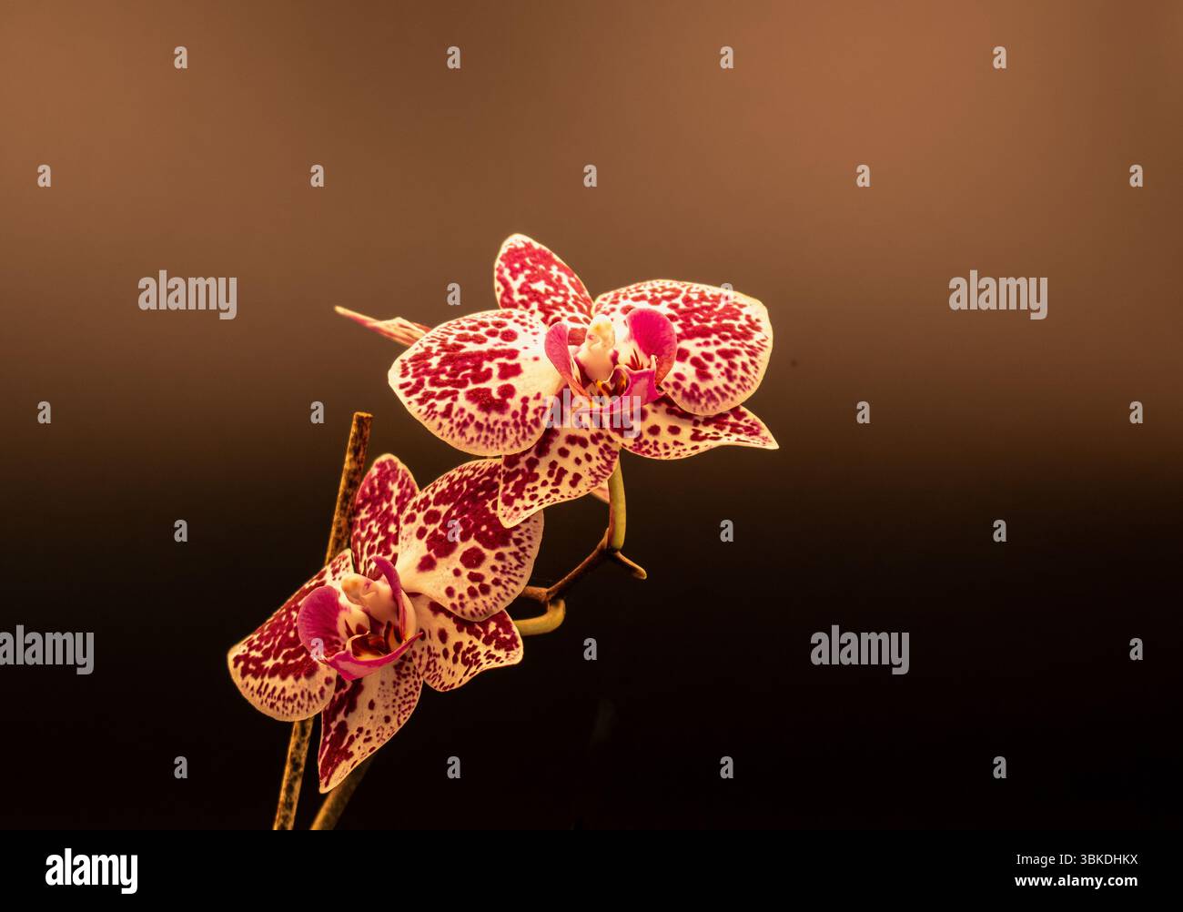 Orchidea di phalaenopsis in posa all'interno di una scatola luminosa Foto Stock