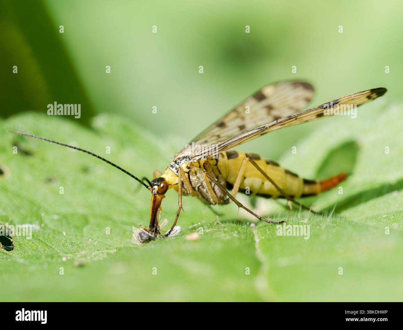 Scorpion Fly (Panorpa germanica) che riposa su foglie verdi nella riserva naturale Baie de somme, Francia. Foto Stock