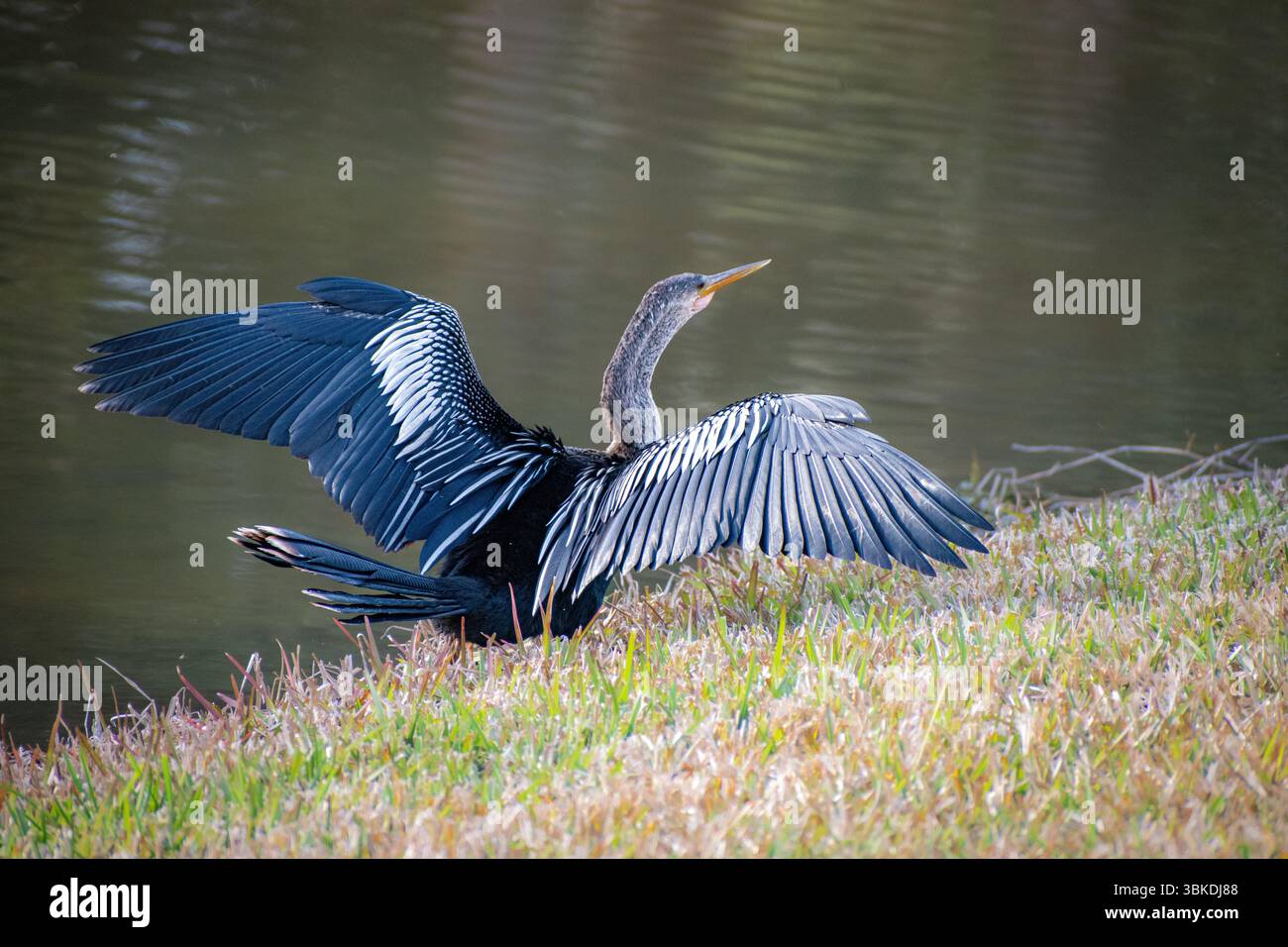 Anhinga sulla riva Foto Stock