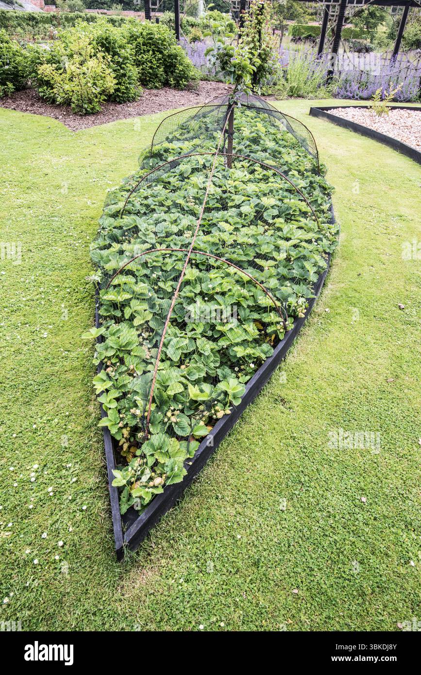 La forma e il motivo in un giardino possono inludere frutta e verdura come qui in questo letto strawbery a forma di barca. Foto Stock