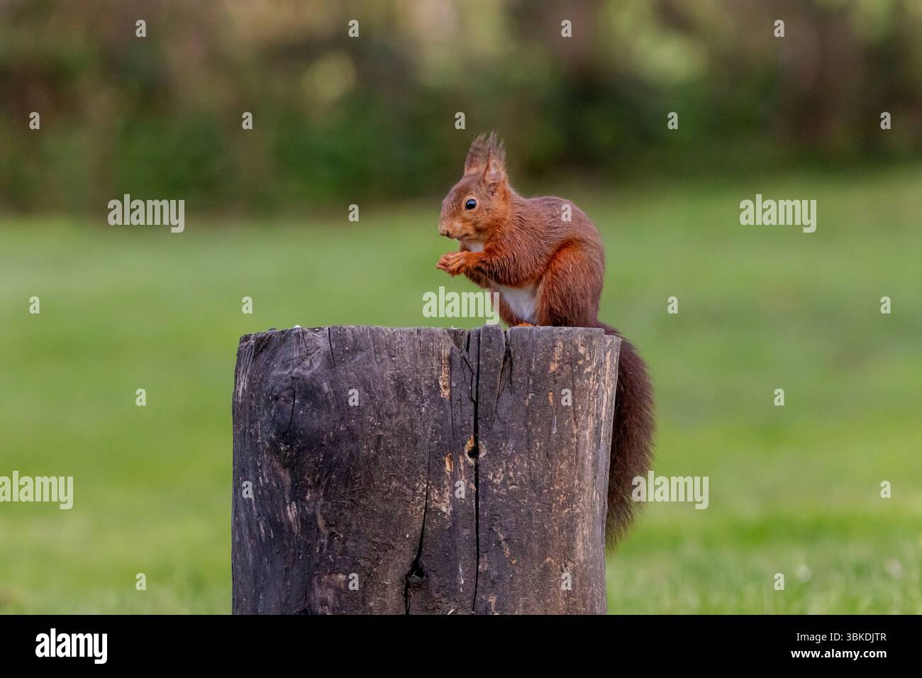 Uno scoiattolo rosso europeo (Sciurus vulgaris) seduto su un ceppo d'albero a mangiare. Foto Stock