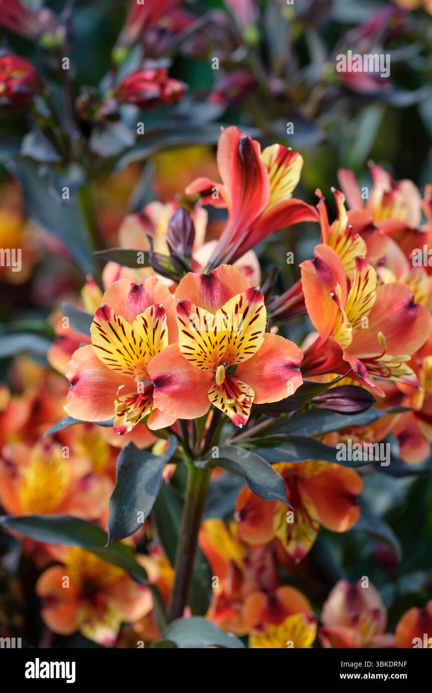 Estate indiana Alstroemeria, fiori color rame-arancio striati e macchiati viola-marrone Foto Stock